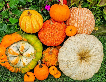 Mixed Pumpkin Seeds, Over 20 Different Types of Pumpkins, Non GMO, Organic