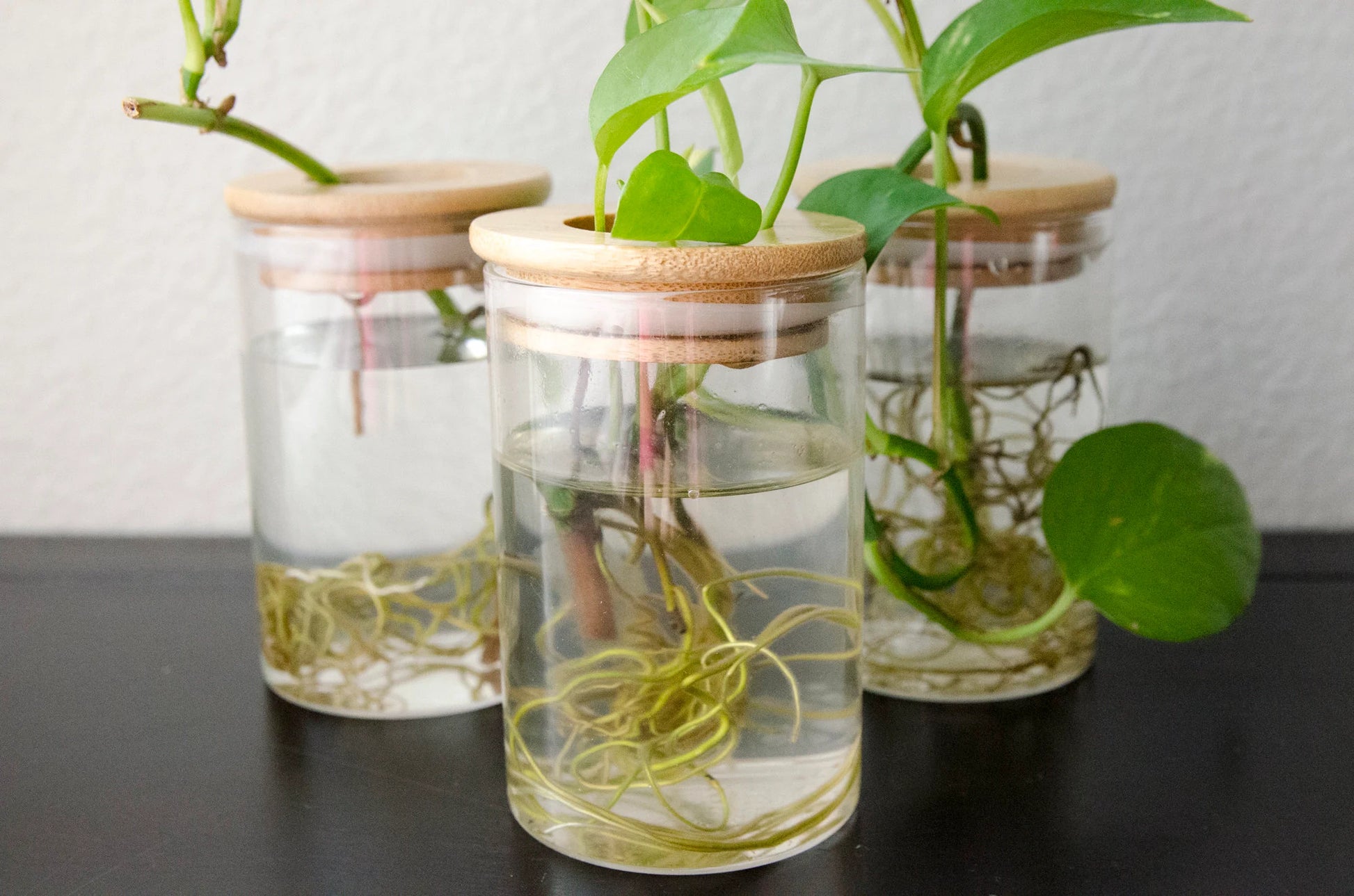 Propagation Station Jar Flower Vase with Bamboo Lid