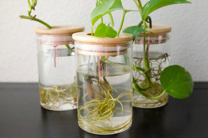 Propagation Station Jar Flower Vase with Bamboo Lid