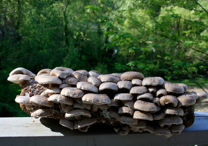 Root Mushroom Farm/Shiitake  Mushroom Grow Kit/ Harvest in 10 Days