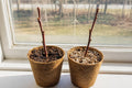 Two peat pots with bare leafless plum tree cuttings in two different growing mediums on a sunny windowsill