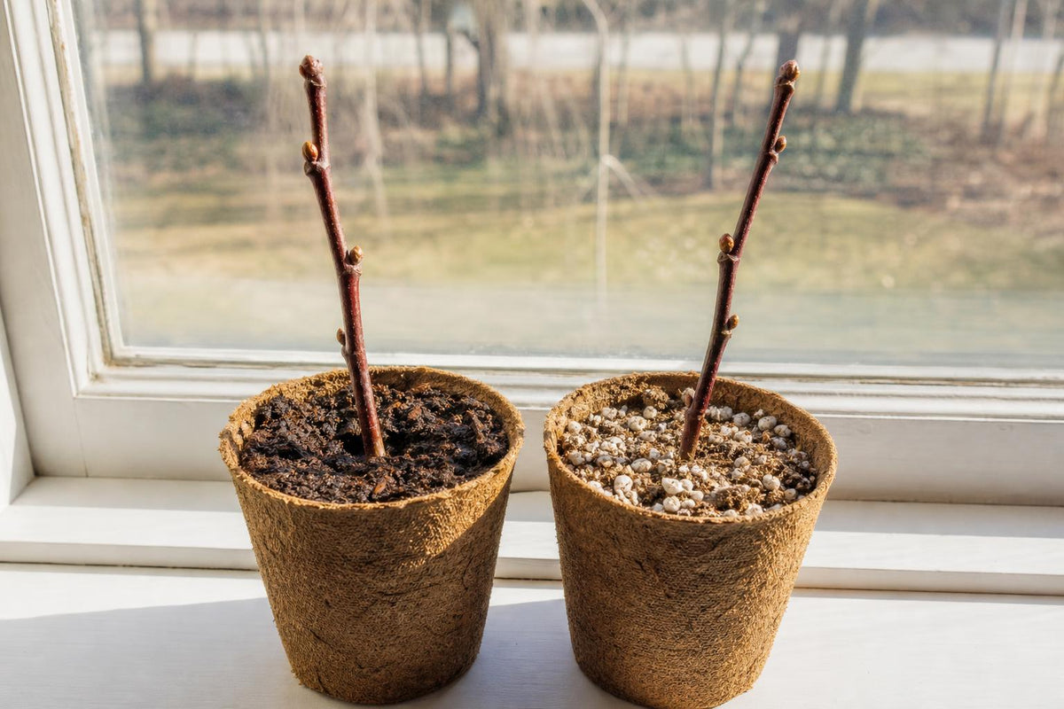Two peat pots with bare leafless plum tree cuttings in two different growing mediums on a sunny windowsill