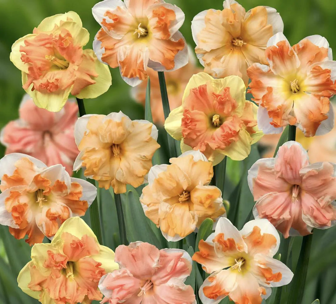 Rainbow Butterfly Daffodil Mix Bulbs, Cut Flower Bulbs, Fall Bulbs