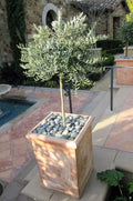 A dwarf olive live plants in a 4