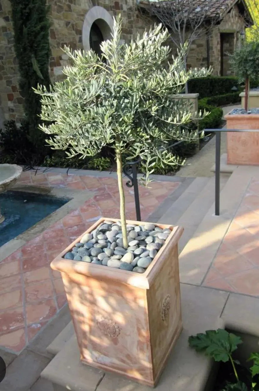 A dwarf olive live plants in a 4" pot
