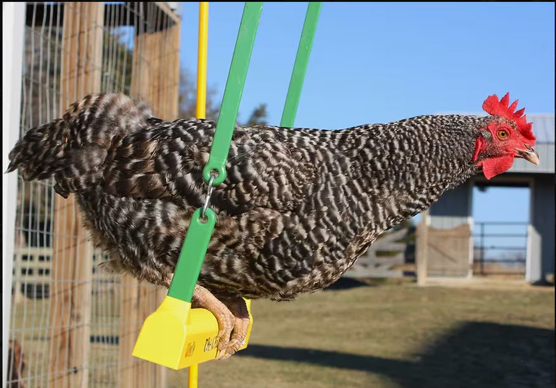 Chicken Swing Poultry Run Rooster Hens Chicks Pet Parrots Entertainment cooped up/unable to free range due to weather/predators/ordinances