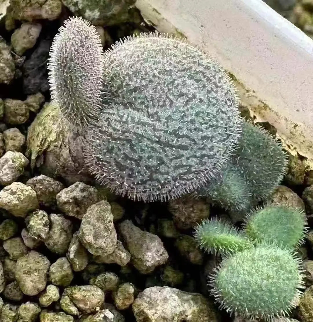 Tylecodon l Rare Succulent | Caudex Plant for Collectors | Unique Bonsai-Style Specimen | No Leaf