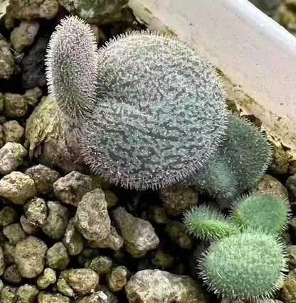 Tylecodon l Rare Succulent | Caudex Plant for Collectors | Unique Bonsai-Style Specimen | No Leaf