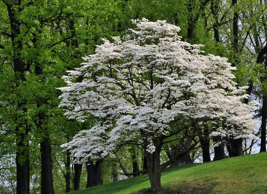 Flowering Dogwood Tree, Cornus Floridus, Beautiful Landscape, Spring Flowers, Winter Berries, Attract Songbirds, Hardy, Drought Tolerant