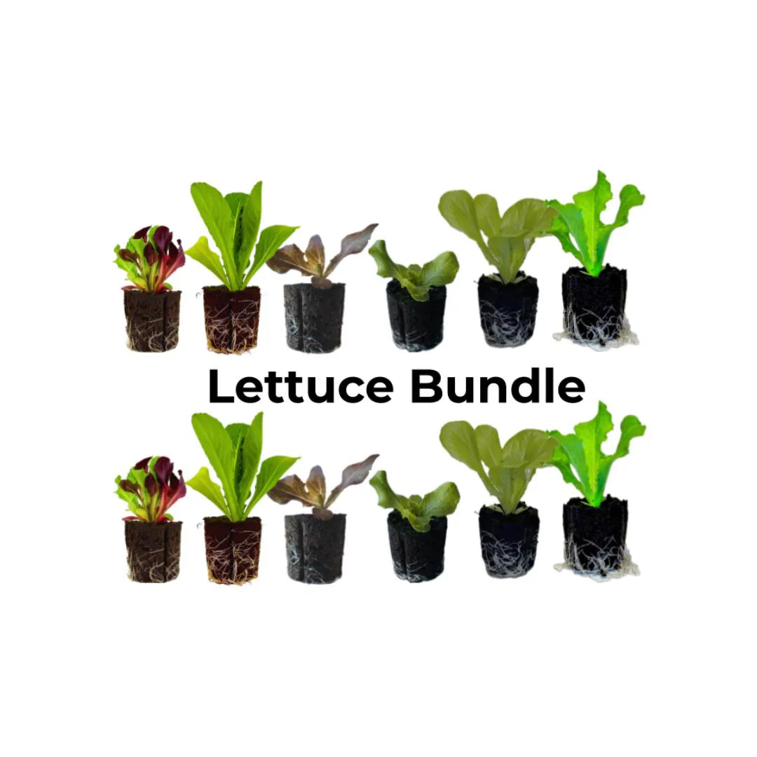 Lettuce Bundle: Ready-to-plant seedlings, Starts, Plugs, Garden ready, Live plants, Transplants, Pre-sprouted, For soil & hydroponic gardens
