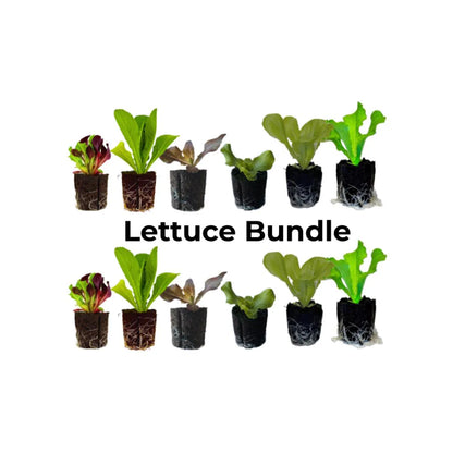 Lettuce Bundle: Ready-to-plant seedlings, Starts, Plugs, Garden ready, Live plants, Transplants, Pre-sprouted, For soil & hydroponic gardens