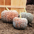 Black And White Pumpkin, Open Pollinated Seed Mix: Mountain River Seed Exclusive - Unique Pumpkins for Halloween Decor and Fall Displays!