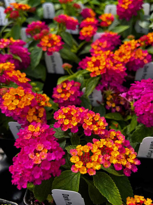 Lantana camara 'Dark Purple' Live Potted House Plants Easy Care Houseplant