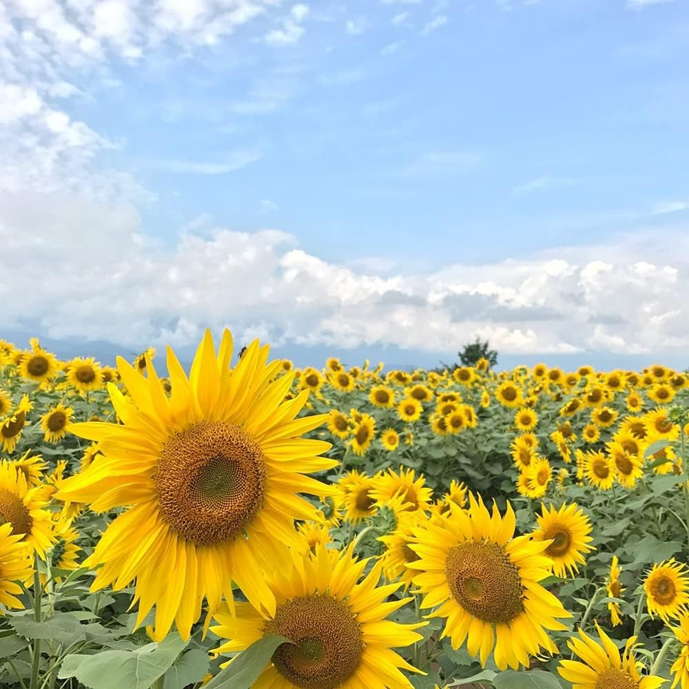 1000+ Sunflower Seeds for Planting Heirloom Non-GMO, Bulk Package of 15 Varieties Mix Seeds, Individually Packaged, Attracts Pollinators (Helianthus annuus)