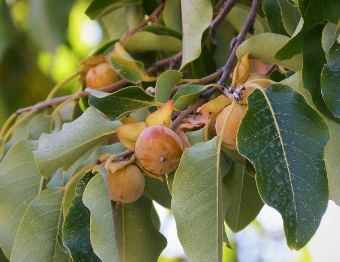 5 Japanese Persimmon Tree Seeds Asian Diospyros Kaki Fruit Tree Seeds - NON GMO