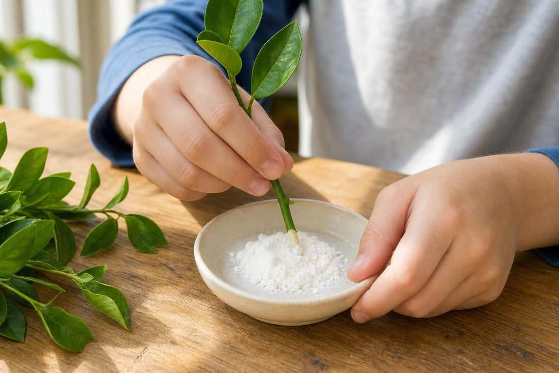 Child's hands dipping an orange tree cutting into rooting powder