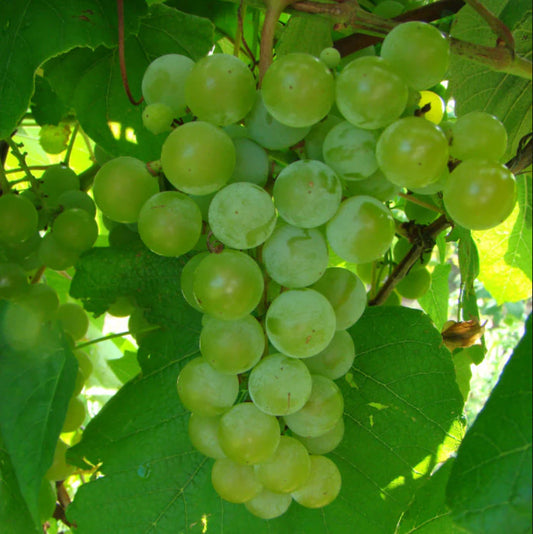 EDELWEISS Grape Vine - 1 Bare Root Live Plant - Buy 4 Get 1 Free! - PREORDER April shipping!