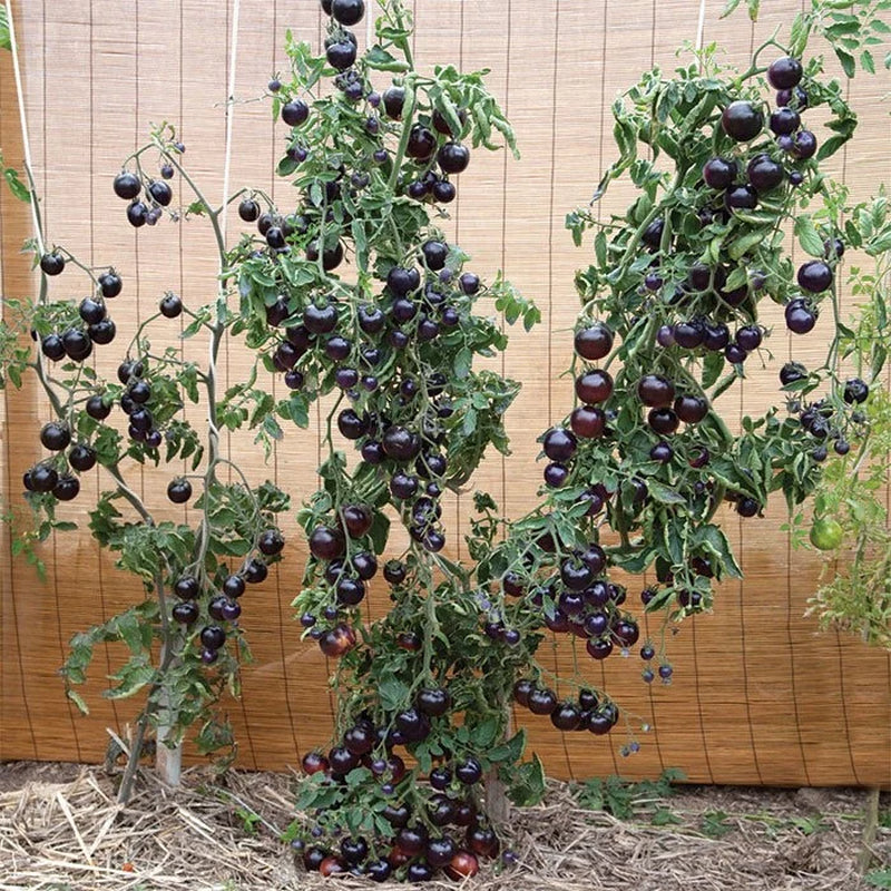 Organic Indigo Rose Tomato Seeds, Heirloom, Non-GMO, Solanum Lycopersicum LY0520