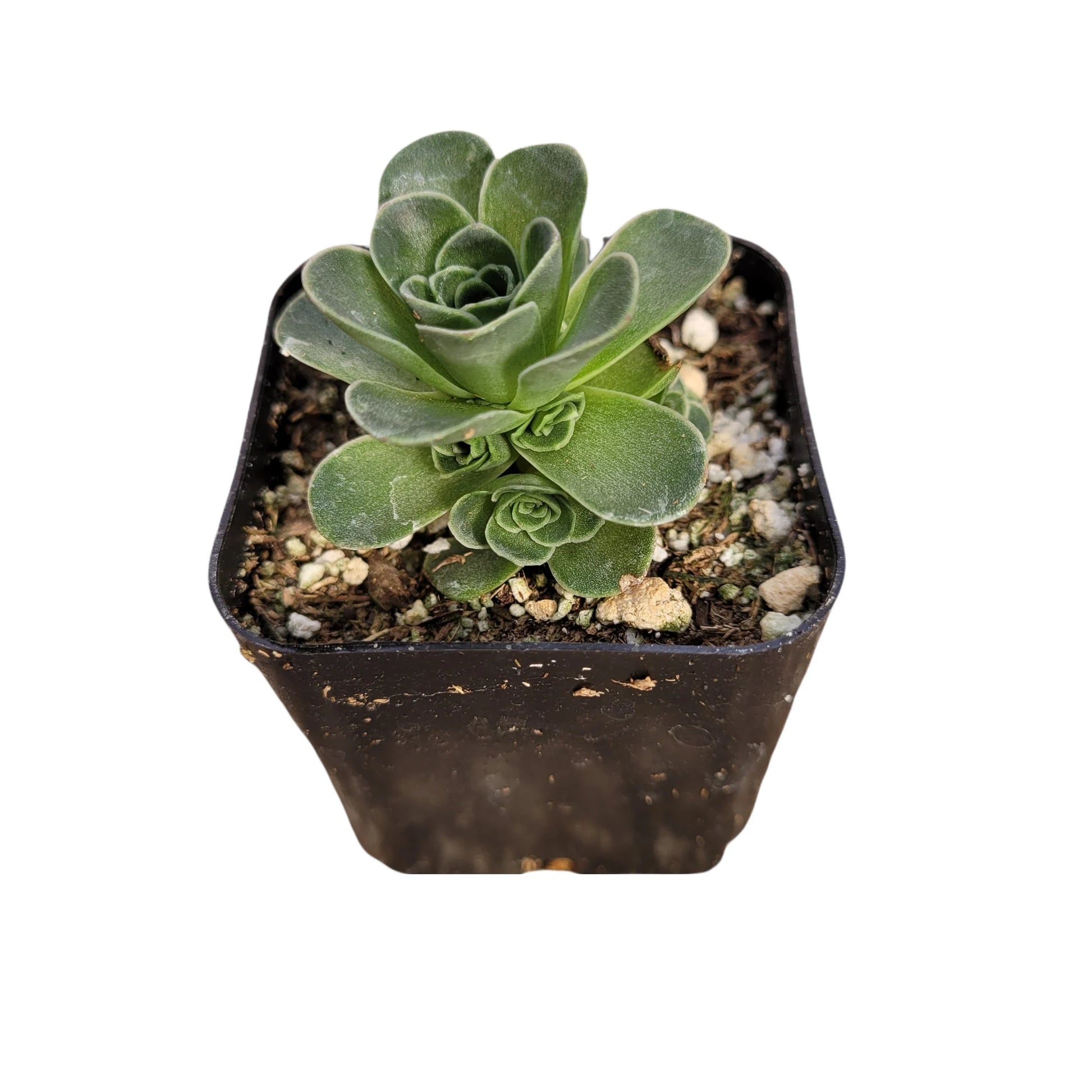 Greenovia dodrentalis Mountain Rose Succulent Plant