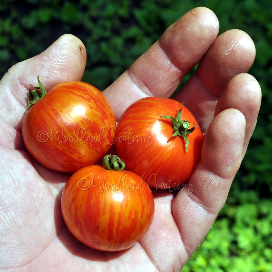 Tiny Tiger Tomato Seeds: Micro Dwarf, Sweet Red Stripe