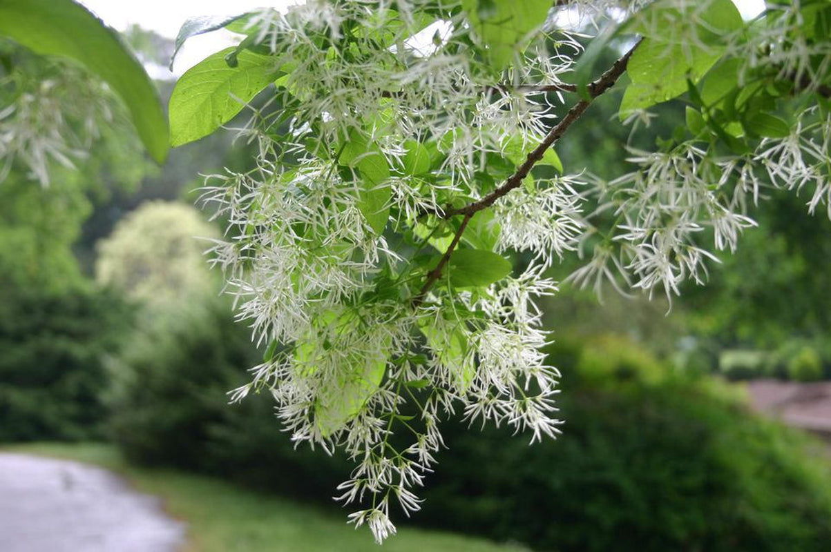 White Fringe tree qt. pot Grancy Graybeard Chionanthus virginicus