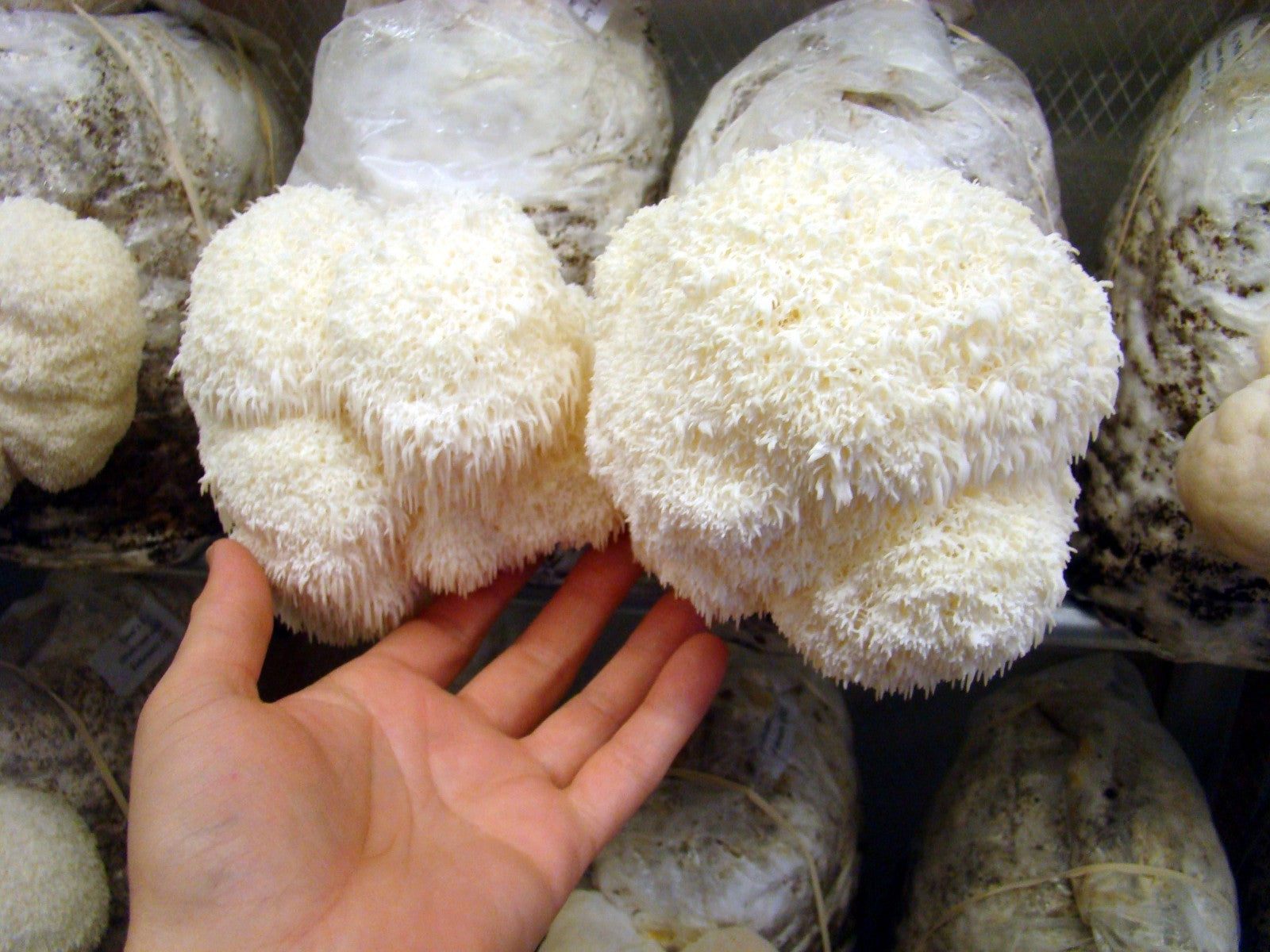 Lion's Mane Mushroom Grow Kit  (H. erinaceus) - 5 LB - Ready to Fruit