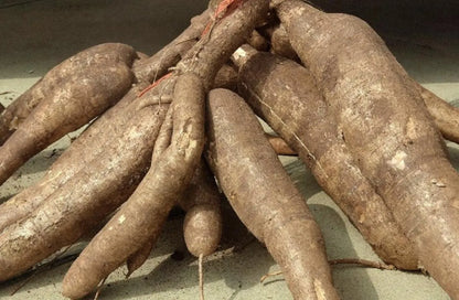 Easy Grow Rooted 7" To 10" Scion Wood 3 Cutting Cassava / Cay khoai mì