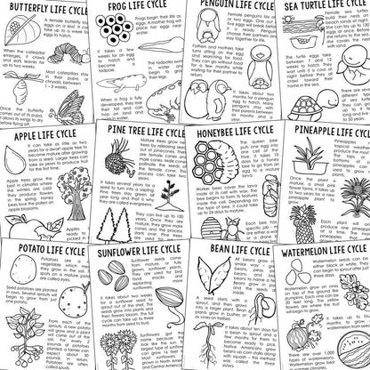 LIFE CYCLES Science Printable Activity | Homeschool Curriculum | Bulletin Board Decor Posters | Educational Wall Art | Homeschool Printables