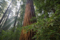 Towering mature coast redwood tree in a redwood forest, what a redwood cutting can grow into