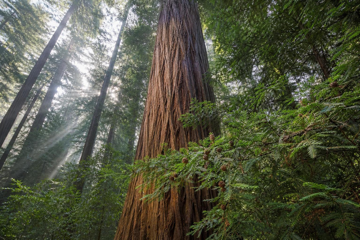 Towering mature coast redwood tree in a redwood forest, what a redwood cutting can grow into