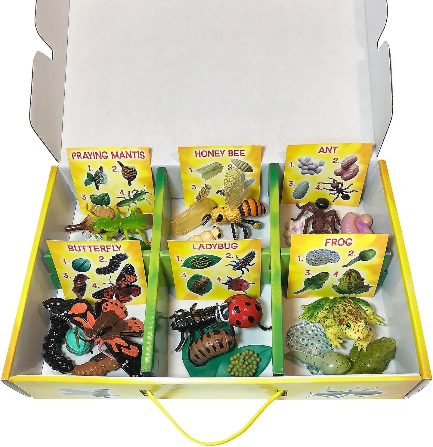 's Life Cycle Figurines 24 Pc Set | Butterfly, Ladybug, Frog, Honey Bee, Ant and Praying Mantis | 4 Stages Per Insect, 24 Figurines Total