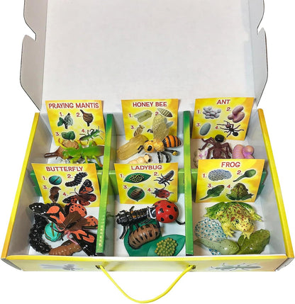 's Life Cycle Figurines 24 Pc Set | Butterfly, Ladybug, Frog, Honey Bee, Ant and Praying Mantis | 4 Stages Per Insect, 24 Figurines Total