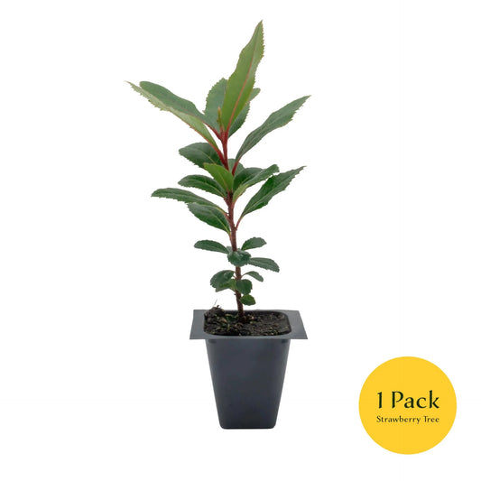 Live Strawberry Tree Plants (Arbutus Unedo) – Sweet Resilient Beauty, Thriving in 2.5" Nursery Cubes