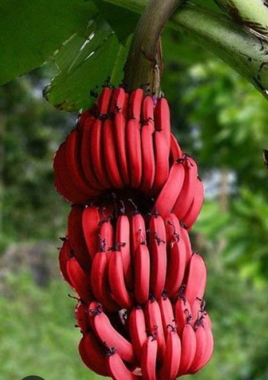 Red Dacca Banana Plant – Rare Sweet Banana Tree for Home Gardens & Tropical Growing