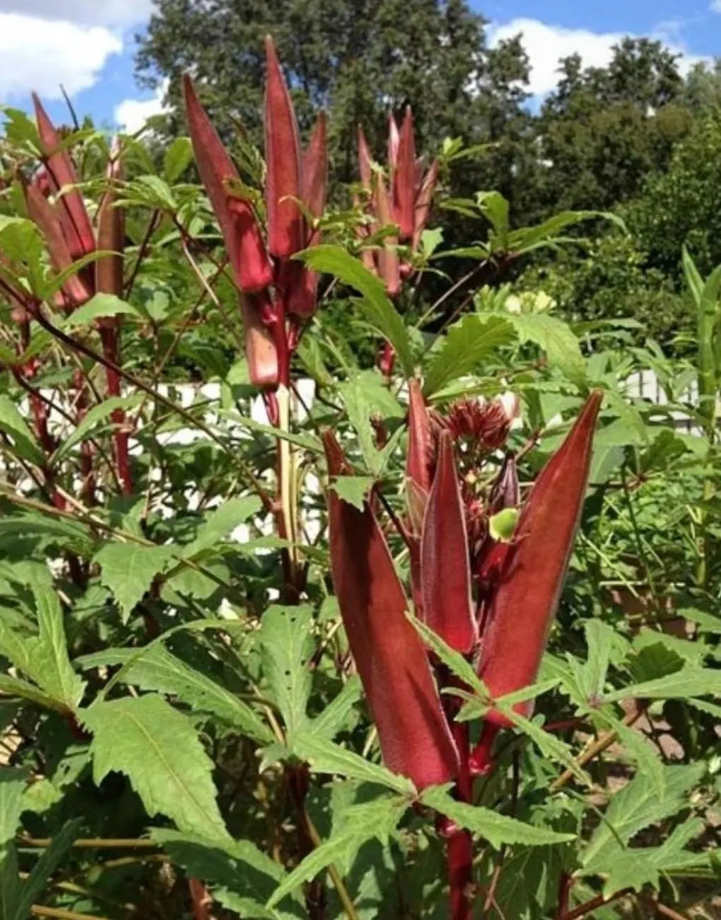 2 plants in a 4" pot/ red okra /green orka/ organic growth
