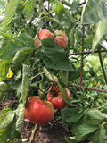 20+ Climbing Triple L Crop, Tomato, Italian Heirloom Garden Seeds Open Pollinated Container Garden Organic Vegetable Seed Non-GMO Seed Packs