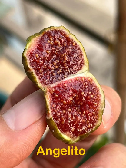 Premium Fig Tree Cuttings – Angelito, Calderona, Jolly Rancher’s, Irane Black & More - Summer Cuttings