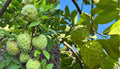 A Cherimoya live plant in a 1 gallon pot/ 2-2.5ft high with pot/seedlings
