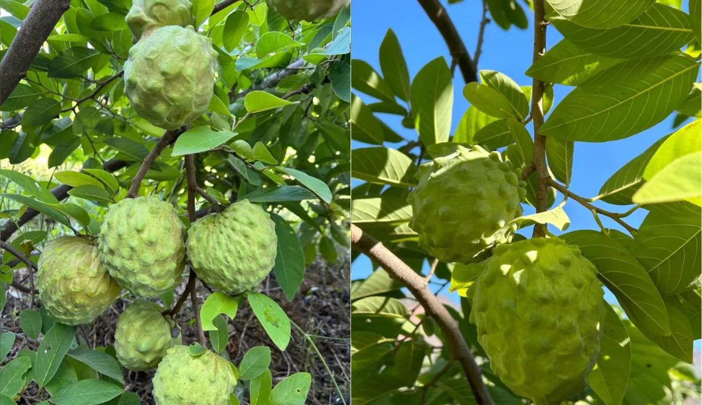 A Cherimoya live plant in a 1 gallon pot/ 2-2.5ft high with pot/seedlings