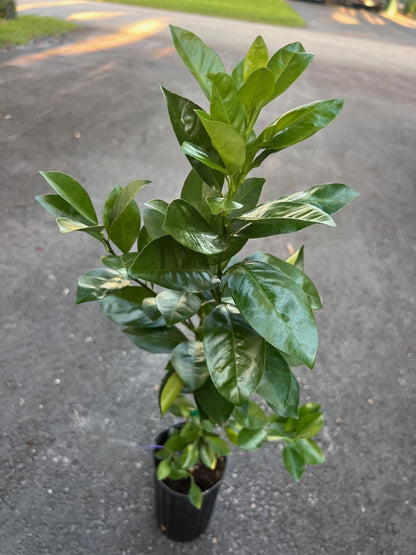 Sunburst Tangerine Tree in half Gallon Pot, Grafted,  Florida Shipping Only