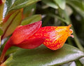 Shady Lady Mae Goldfish Plant in a 4” pot, ship potted, Tropical Houseplant