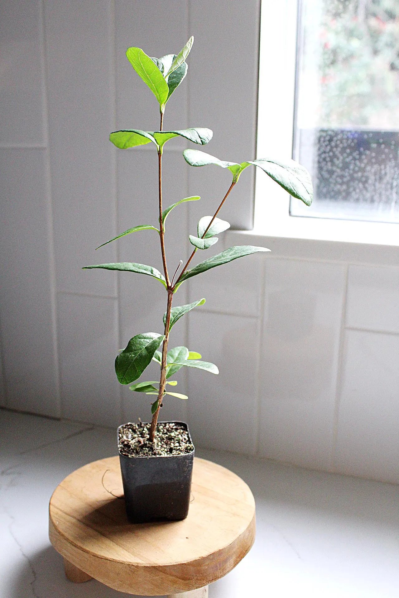 Pineapple Guava Plant Tropical Evergreen Shrub Edible Fruit Garden Plant Flowering Plant Edible Landscaping Live Plant Starter Plant Potted