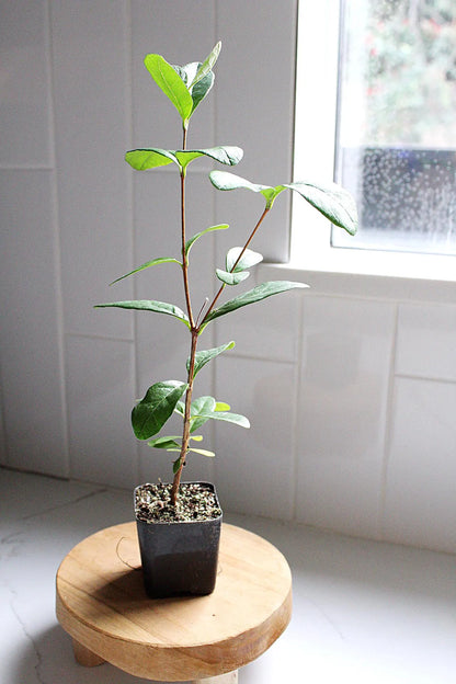 Pineapple Guava Plant Tropical Evergreen Shrub Edible Fruit Garden Plant Flowering Plant Edible Landscaping Live Plant Starter Plant Potted