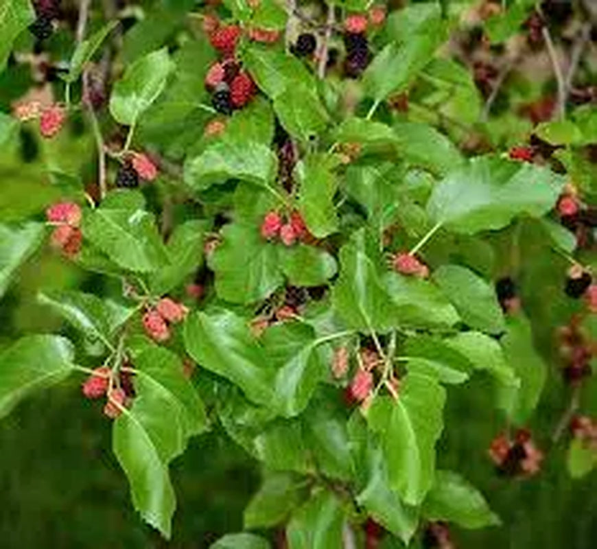 Mulberry Plant Dwarf Tree 3.5 in Pot 6-10' Height