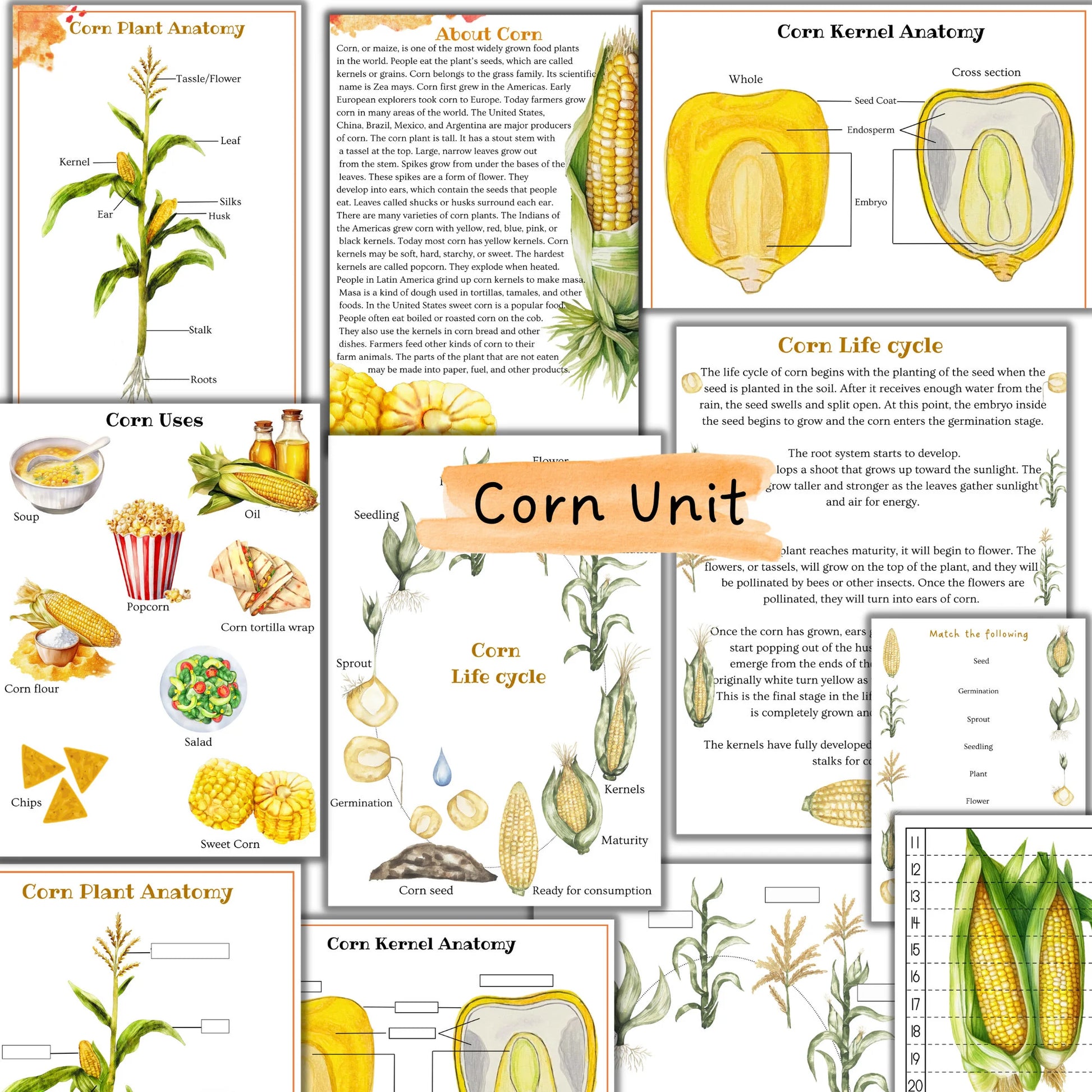 fall unit study, Mushroom unit study, Corn unit study, Fox unit study, Oak  tree cycle, Fall activities, Fall nature study, Montessori fall