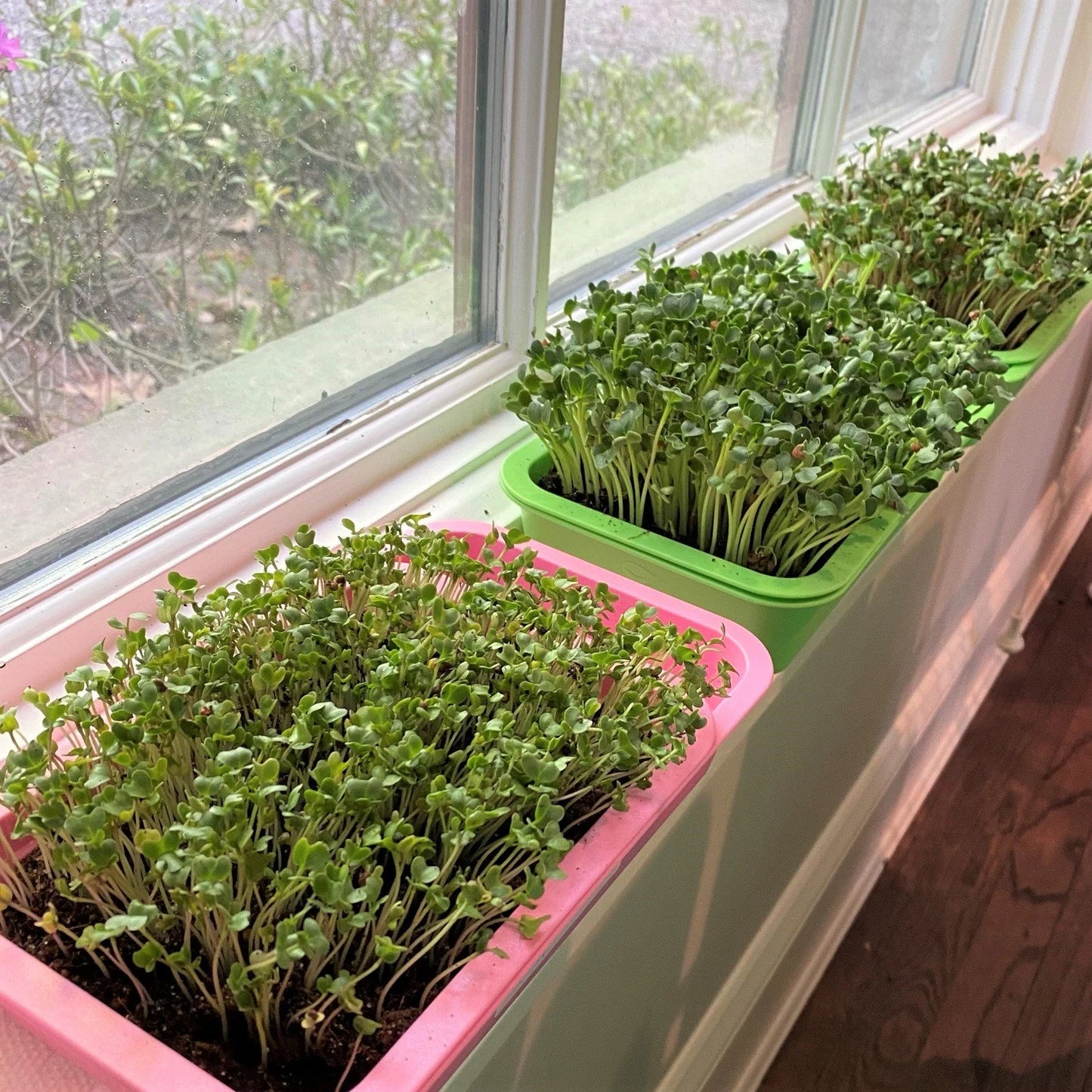 Reusable Windowsill Microgreens Planter + Tray, Food Safe, Dishwasher Safe, For Soil, Coco Coir or Peat, Easy to Bottom Water, Made in USA