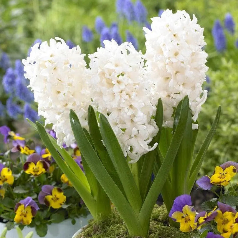 Hyacinth White Pearl 10 Flower Bulbs, Fragrant Spring Blooms Sun Outdoor Zones 4-8