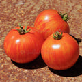 Tiny Tiger Tomato Seeds: Micro Dwarf, Sweet Red Stripe