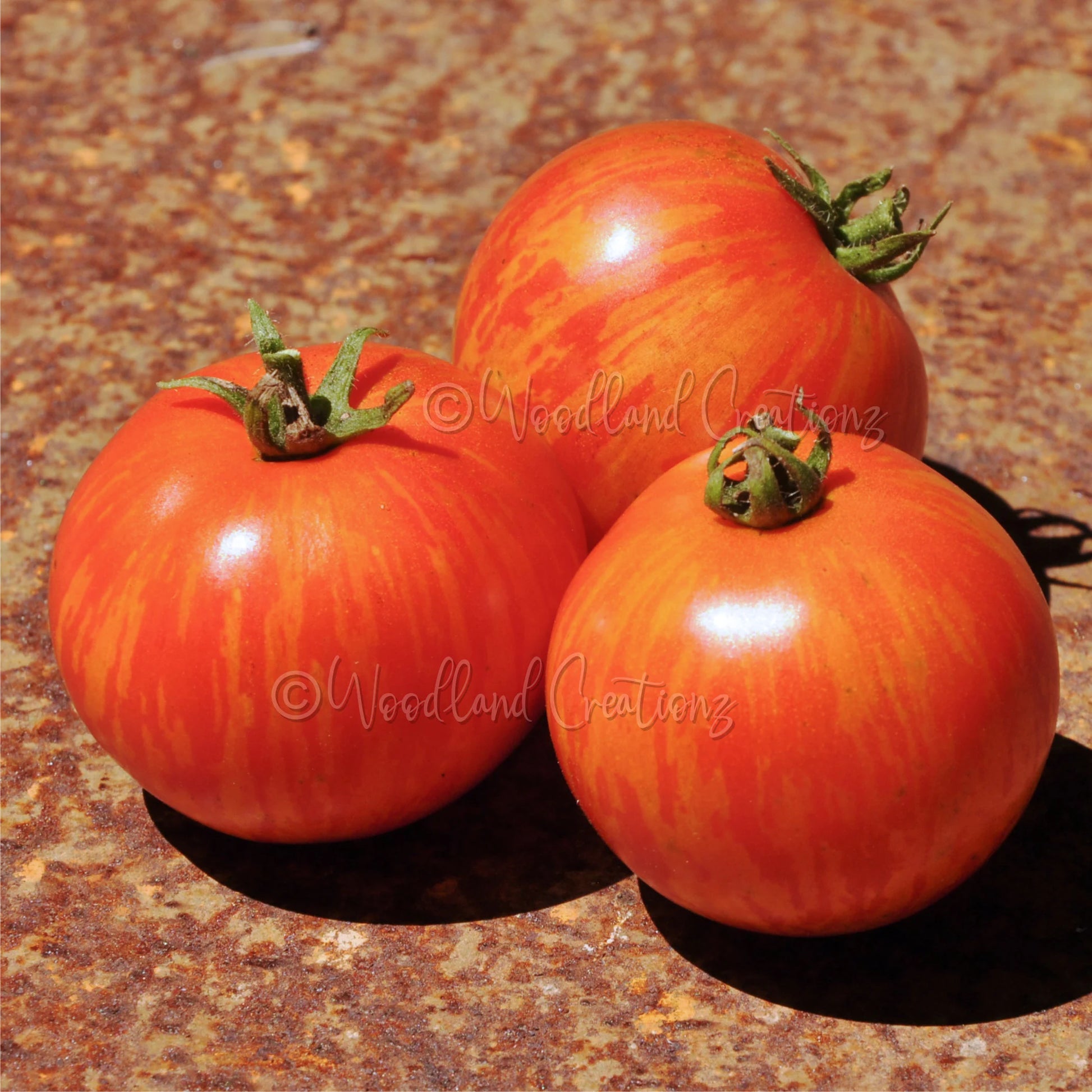 Tiny Tiger Tomato Seeds: Micro Dwarf, Sweet Red Stripe