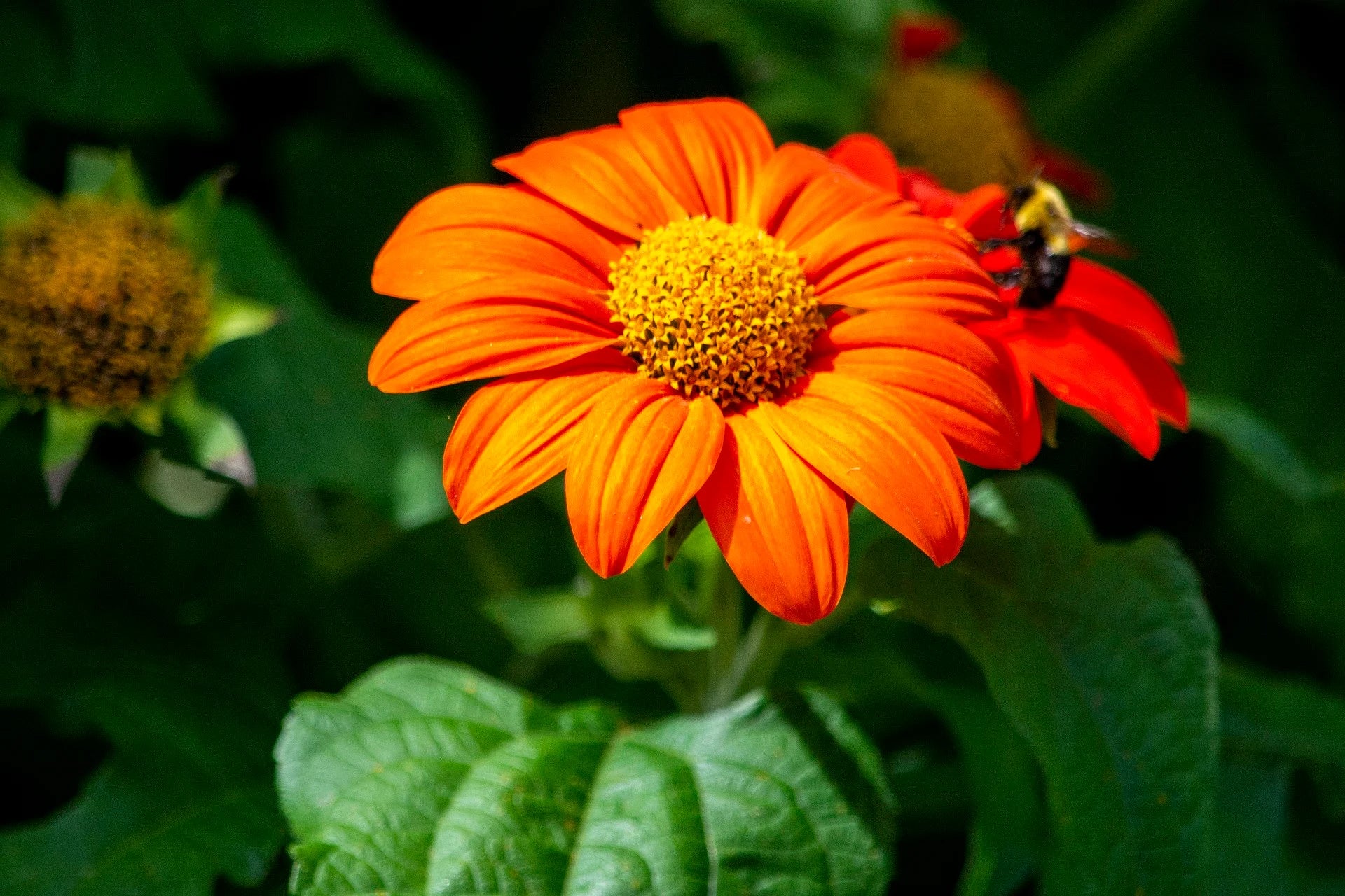 40 Orange Mexican Sunflower Seeds, Orange Torch, Tithonia Rotundifolia TI0140